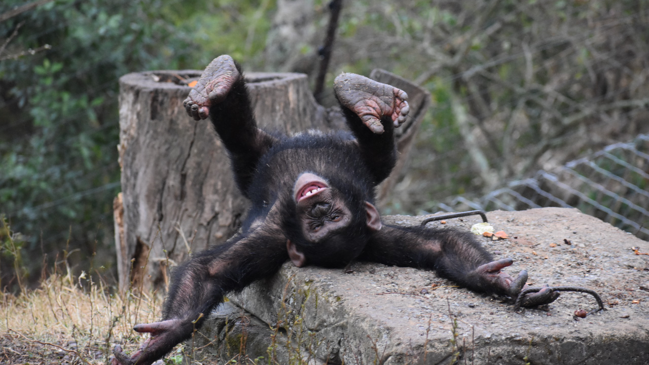 Discover the world of chimpanzees at Chimp Eden